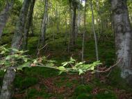 Прокурава з panoramio.com