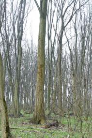 Теолин з panoramio.com