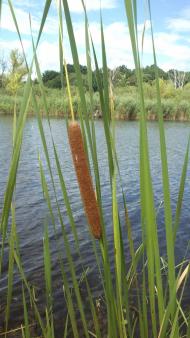 Стави з panoramio.com