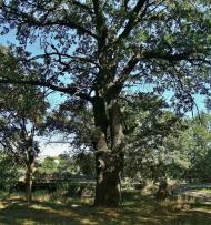 Степано-Кринка з panoramio.com - Степано-Кринка