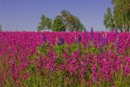 Шевченкове з panoramio.com