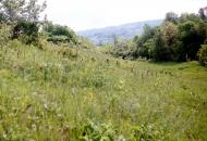 Тетлега з panoramio.com