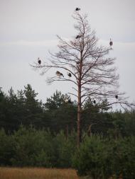 Бузівка з panoramio.com