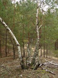 Неданчичі з panoramio.com