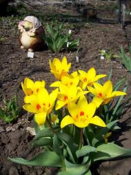 Нагірне з panoramio.com