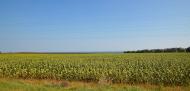 Лозанівка з panoramio.com