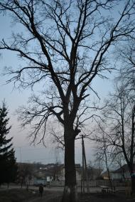 Закрівці з panoramio.com