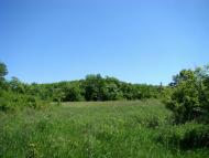 Ковпакове з panoramio.com