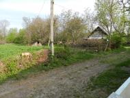 Борсуки з panoramio.com