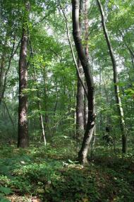 Відники з panoramio.com