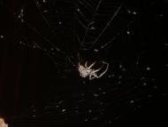 Бабинці з panoramio.com