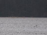 Кищенці з panoramio.com