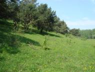 Кутузівка з panoramio.com