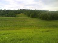 Кулібаба з panoramio.com