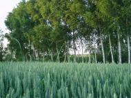 Городище з panoramio.com