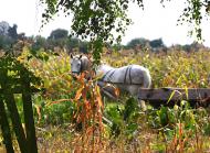 Веприк з panoramio.com