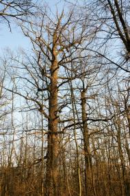 Тетлега з panoramio.com