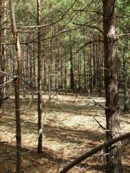 Неданчичі з panoramio.com