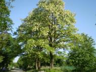 Жовтневе з panoramio.com