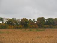 Пронозівка з panoramio.com