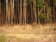 Зазим'я з panoramio.com