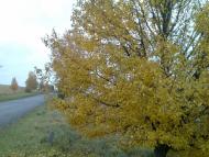 Гнатки з panoramio.com