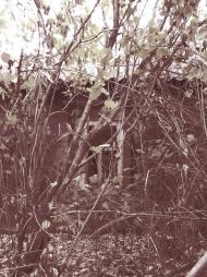 Маслії з panoramio.com