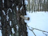 Мохначі з panoramio.com