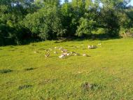 Тарноруда з panoramio.com