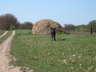 Капітанівка з panoramio.com