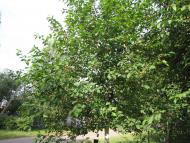 Кусії з panoramio.com