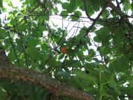 Ковське з panoramio.com