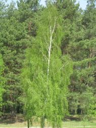 Гаруша з panoramio.com