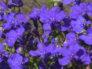 Устинкова Гребля з panoramio.com