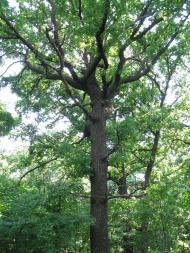 Мала Тимошівка з panoramio.com