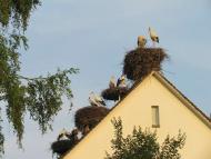 Природа края