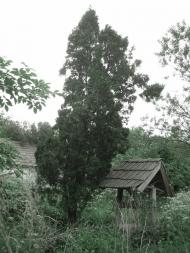 Гавронці з panoramio.com