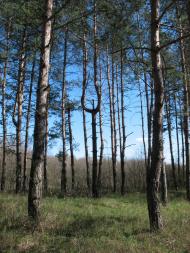 Крейдянка з panoramio.com