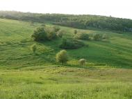 Кулібаба з panoramio.com