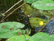 Стародубівка з panoramio.com