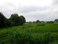 Северинівка з panoramio.com