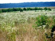 Чудля з panoramio.com