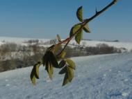 Тарноруда з panoramio.com