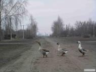 Voynivka - Latest photos