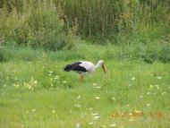 Плешкані з panoramio.com