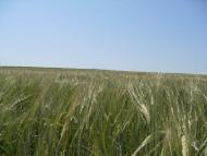 Латишівка з panoramio.com