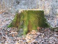 Борщів з panoramio.com