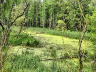 Рогощі з panoramio.com