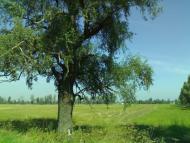 Соболівка з panoramio.com