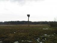 Коти з panoramio.com